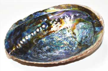 5’’- 6’’ Abalone Shell Incense Burner (a Quality) - Incense & Burners
