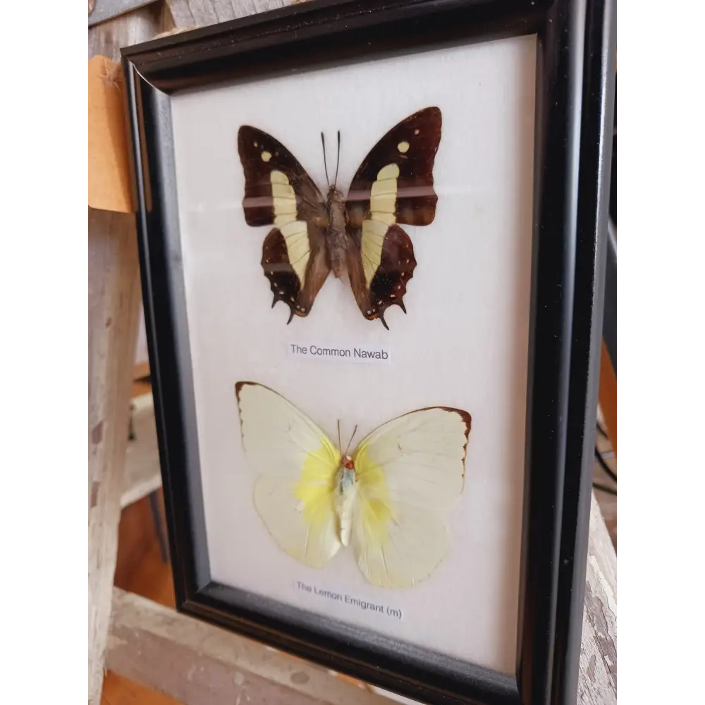 🦋✨ Butterfly Specimen Frame – Beauty Nature and Wonder 🌿 - buttflies-2pc - Home Decor