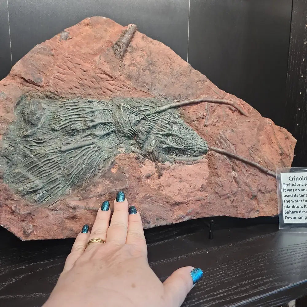 Crinoid "Scyogicrinus Eleganus" fossil with detailed, flower-like patterns, displayed on a white background. Perfect for ancient wisdom, earth history, and natural beauty.