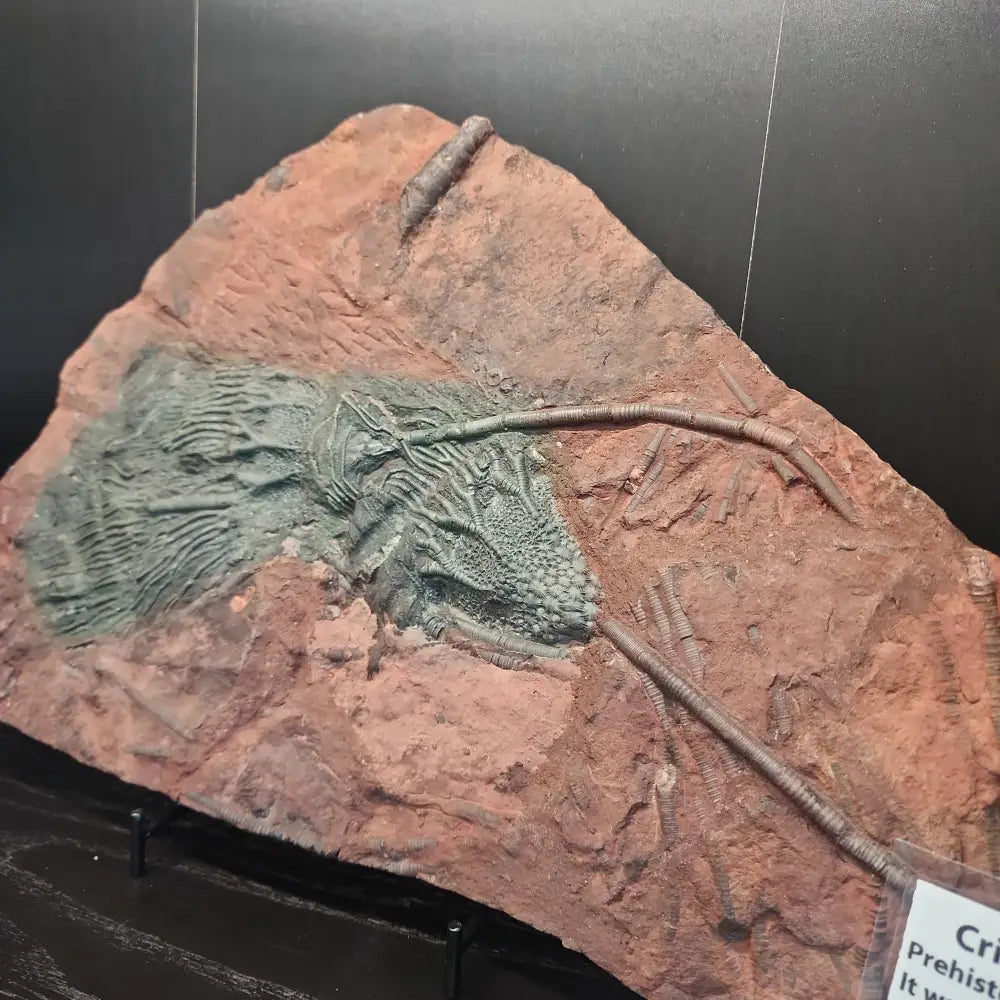 Crinoid "Scyogicrinus Eleganus" fossil with detailed, flower-like patterns, displayed on a white background. Perfect for ancient wisdom, earth history, and natural beauty.