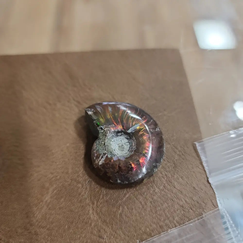 Gorgeous Ammonite Specimens - 6 - Specimens