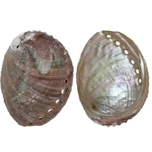 Natural abalone shell, 4–5 inches in size, with iridescent interior and unique natural markings, displayed on a white background. Perfect for burning loose herbs and sage during cleansing rituals.