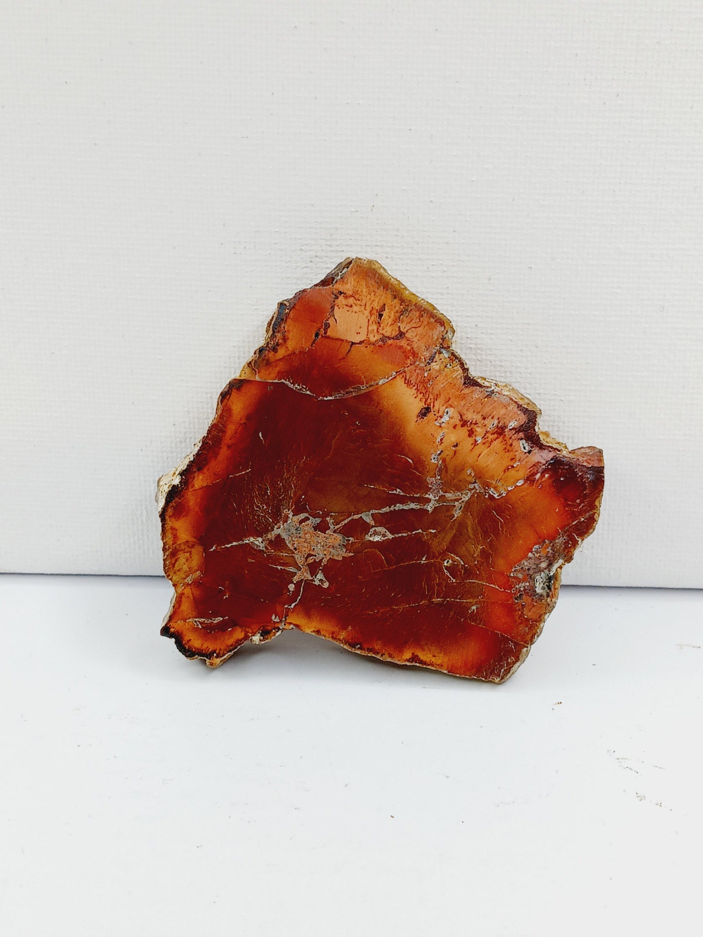 Petrified wood charging plate, polished with natural wood grain and earthy brown tones, displayed on a white background.