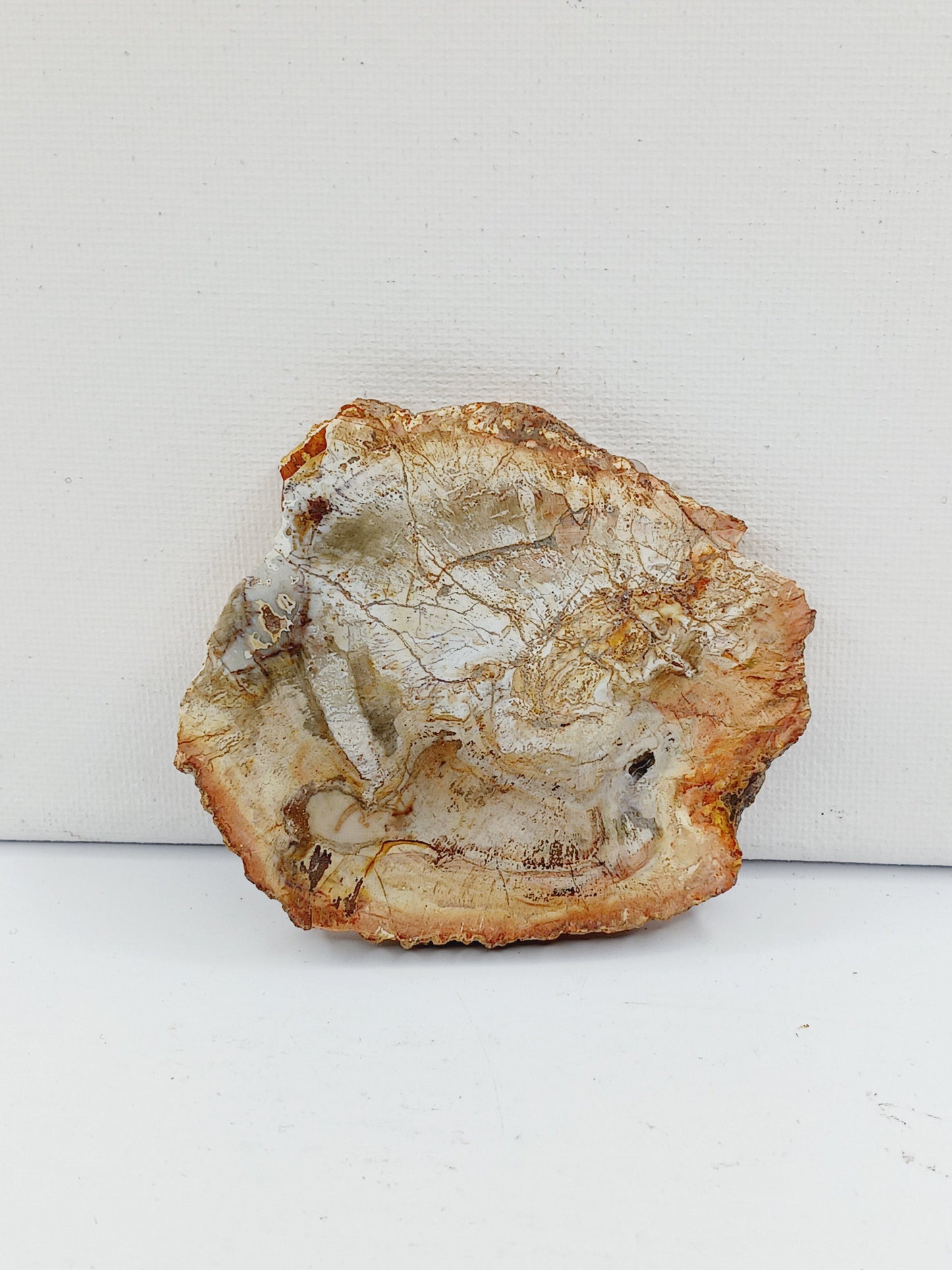Petrified wood charging plate, polished with natural wood grain and earthy brown tones, displayed on a white background.