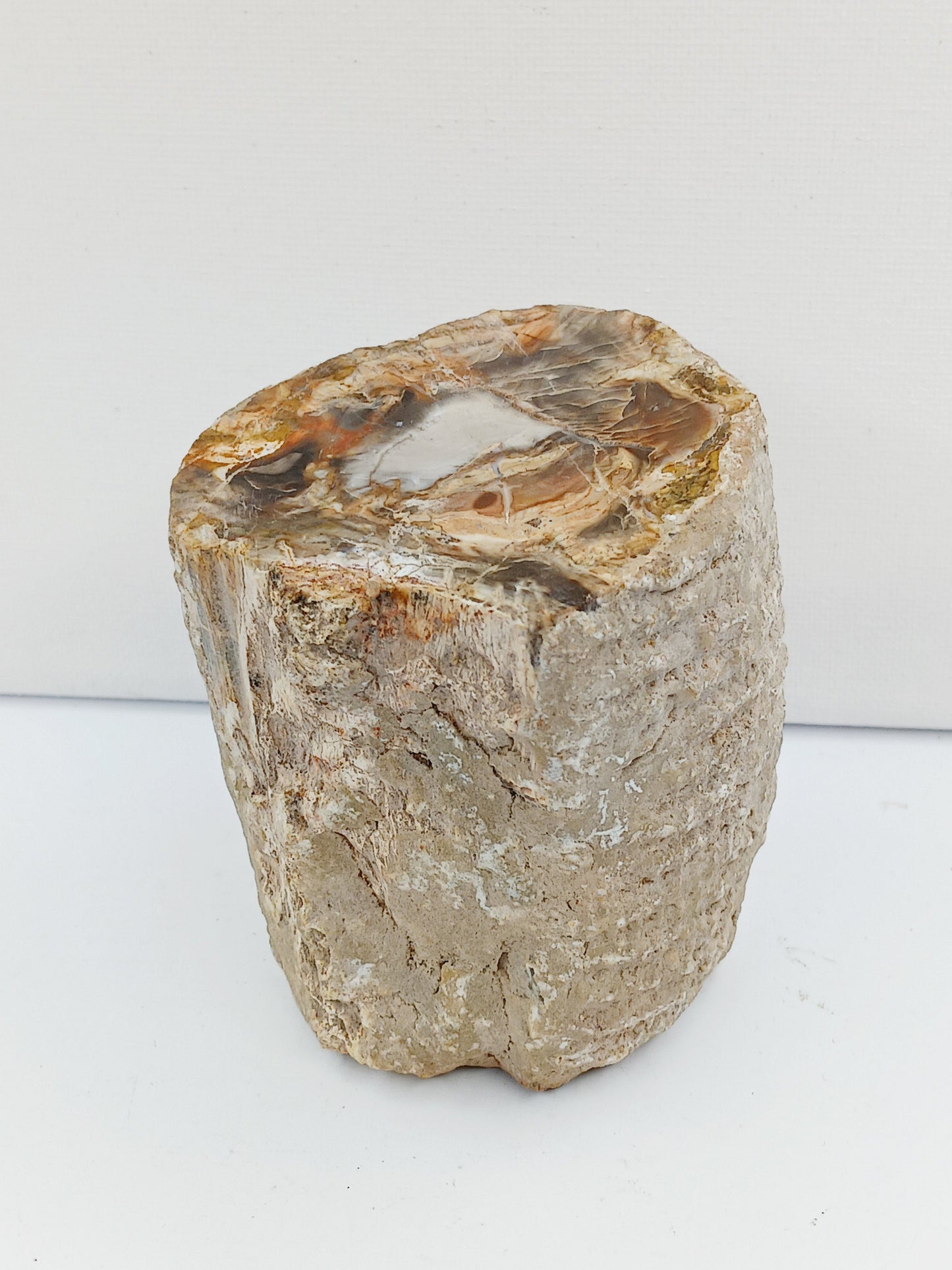 Petrified wood charging plate, polished with natural wood grain and earthy brown tones, displayed on a white background.
