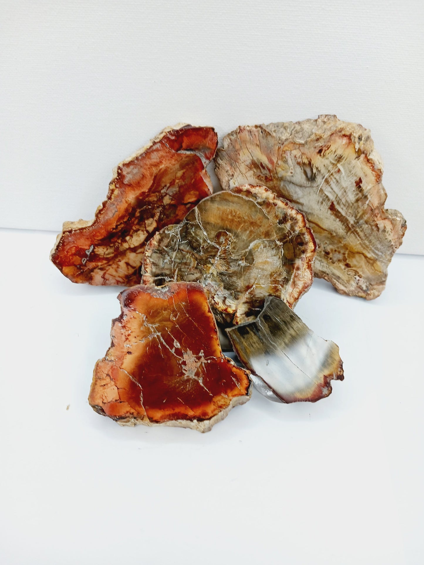 🌳✨ Petrified Wood Charging Plate – Grounding Ancient Wisdom and Energetic Renewal 🪵 - Specimens