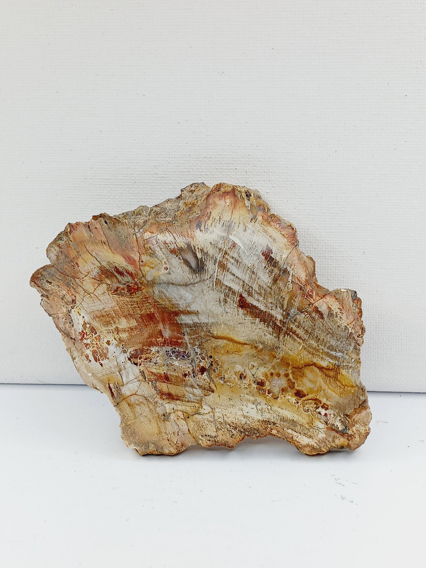 Petrified wood charging plate, polished with natural wood grain and earthy brown tones, displayed on a white background.