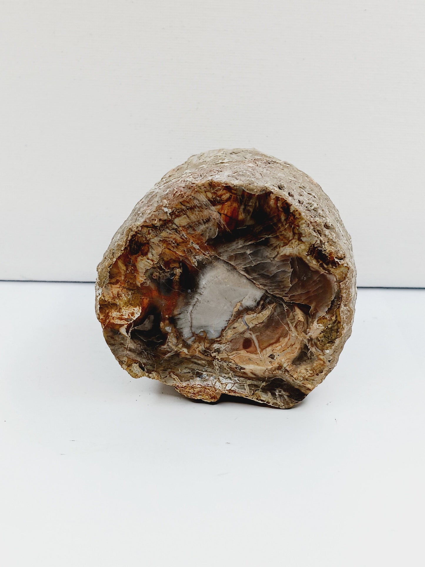 Petrified wood charging plate, polished with natural wood grain and earthy brown tones, displayed on a white background.