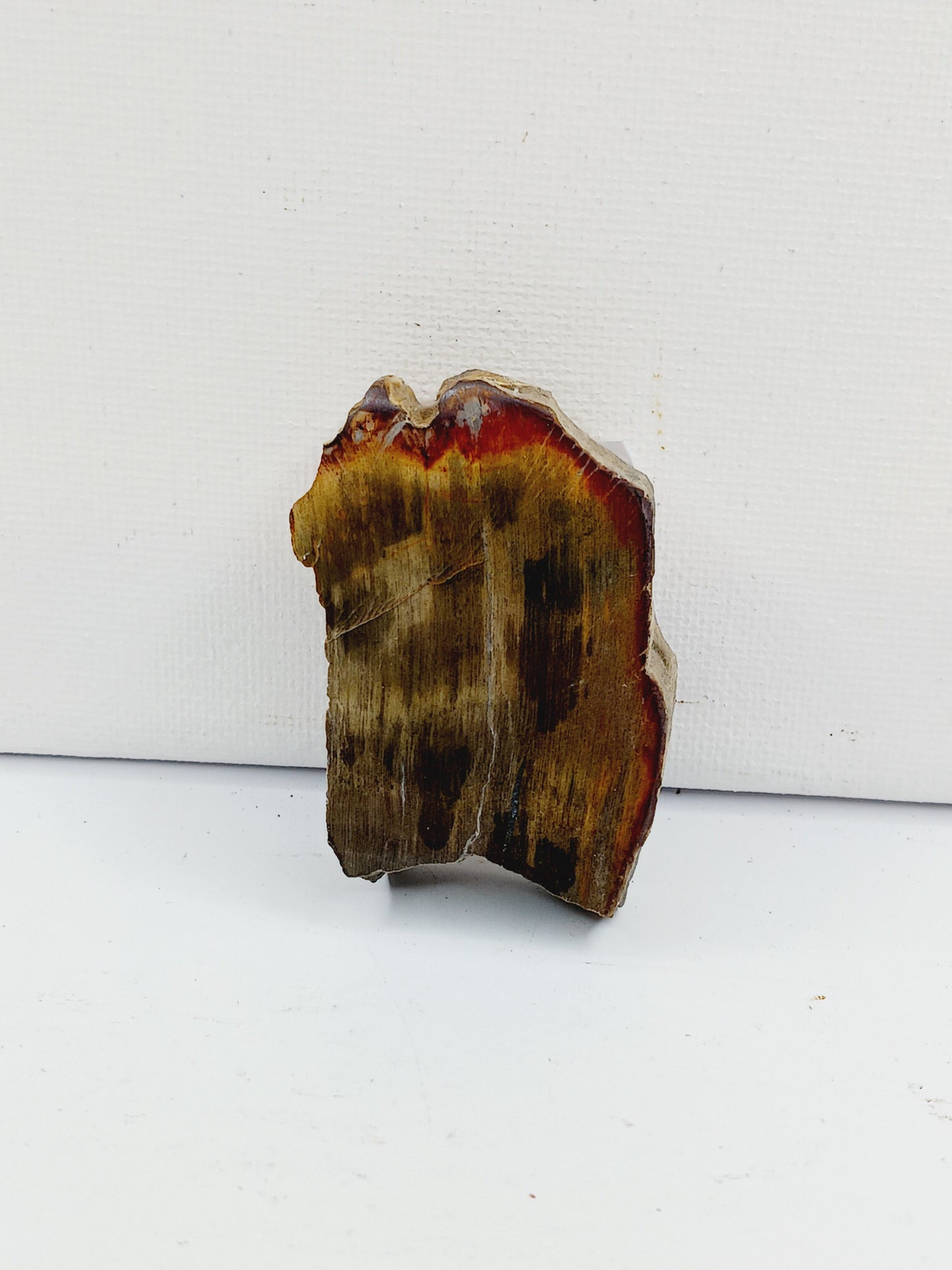 Petrified wood charging plate, polished with natural wood grain and earthy brown tones, displayed on a white background.