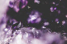 purple and white petaled flower