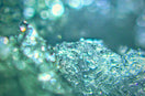 water droplets on green plant