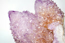 white and purple flower petals