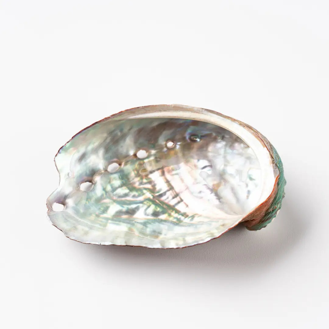 Abalone Shells Collection – Ocean Magic & Rituals – The Mystical Moons