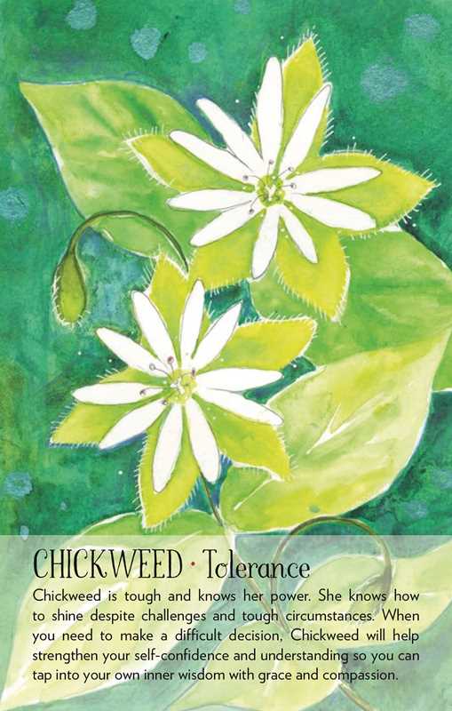 Soulflower Plant Spirit Oracle by Lisa Estabrook – 176 Pages (English)