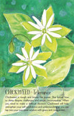 Soulflower Plant Spirit Oracle by Lisa Estabrook – 176 Pages (English)