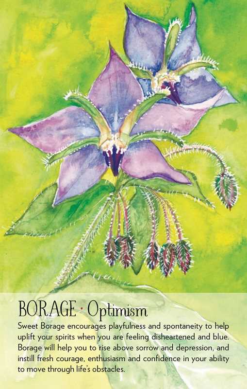 Soulflower Plant Spirit Oracle by Lisa Estabrook – 176 Pages (English)