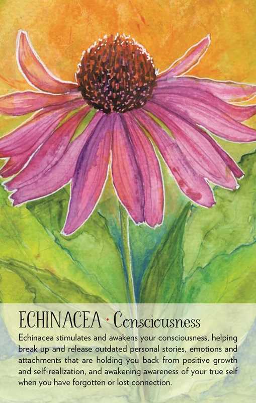 Soulflower Plant Spirit Oracle by Lisa Estabrook – 176 Pages (English)