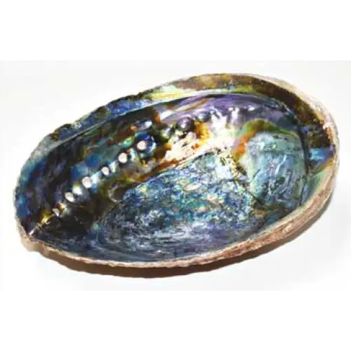 5’’- 6’’ Abalone Shell Incense Burner (a Quality) - Incense & Burners