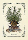 Green Witch's Oracle Deck by Arin Murphy-Hiscock – Flashcards Set, 100 Pages, English, Botanical Oracle Deck, Green Witchcraft, Nature Wisdom, Herbal Guidance, and Spiritual Growth