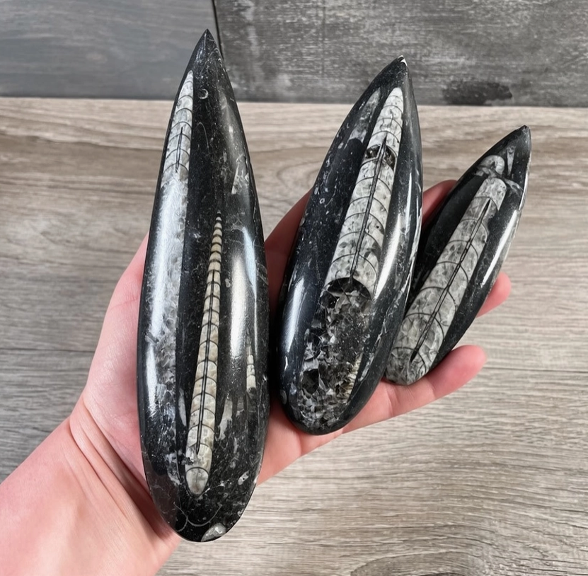 Orthoceras Fossil (Approx. 6.5" x 2") (Example Photo)