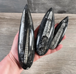 Orthoceras Fossil (Approx. 6.5