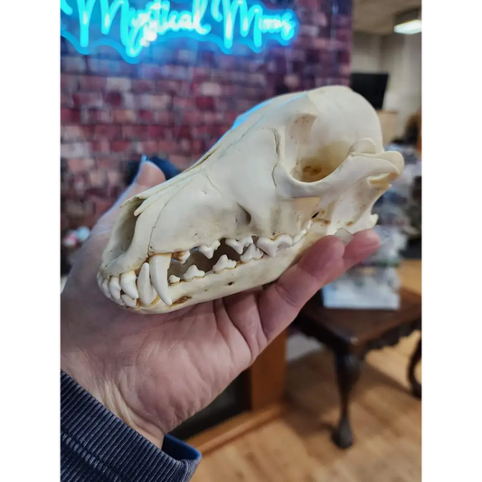 Animal Skulls - Bones & Pelts