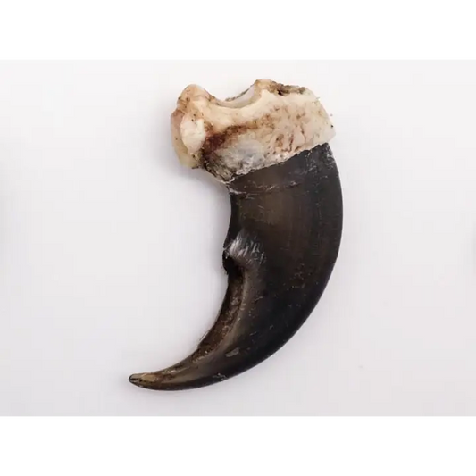 Black Bear Claws - Bones & Pelts