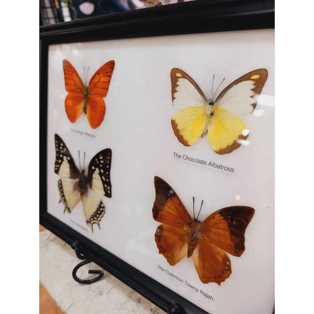 🦋✨ Butterfly Specimen Frame – Beauty Nature and Wonder 🌿 - butterflies-4pc - Home Decor