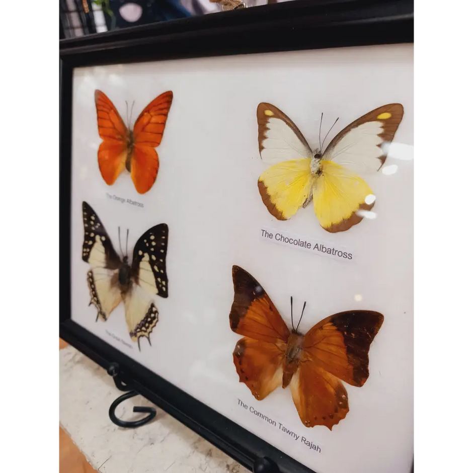 🦋✨ Butterfly Specimen Frame – Beauty Nature and Wonder 🌿 - butterflies-4pc - Home Decor