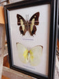 🦋✨ Butterfly Specimen Frame – Beauty Nature and Wonder 🌿 - buttflies-2pc - Home Decor