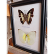 🦋✨ Butterfly Specimen Frame – Beauty Nature and Wonder 🌿 - buttflies-2pc - Home Decor