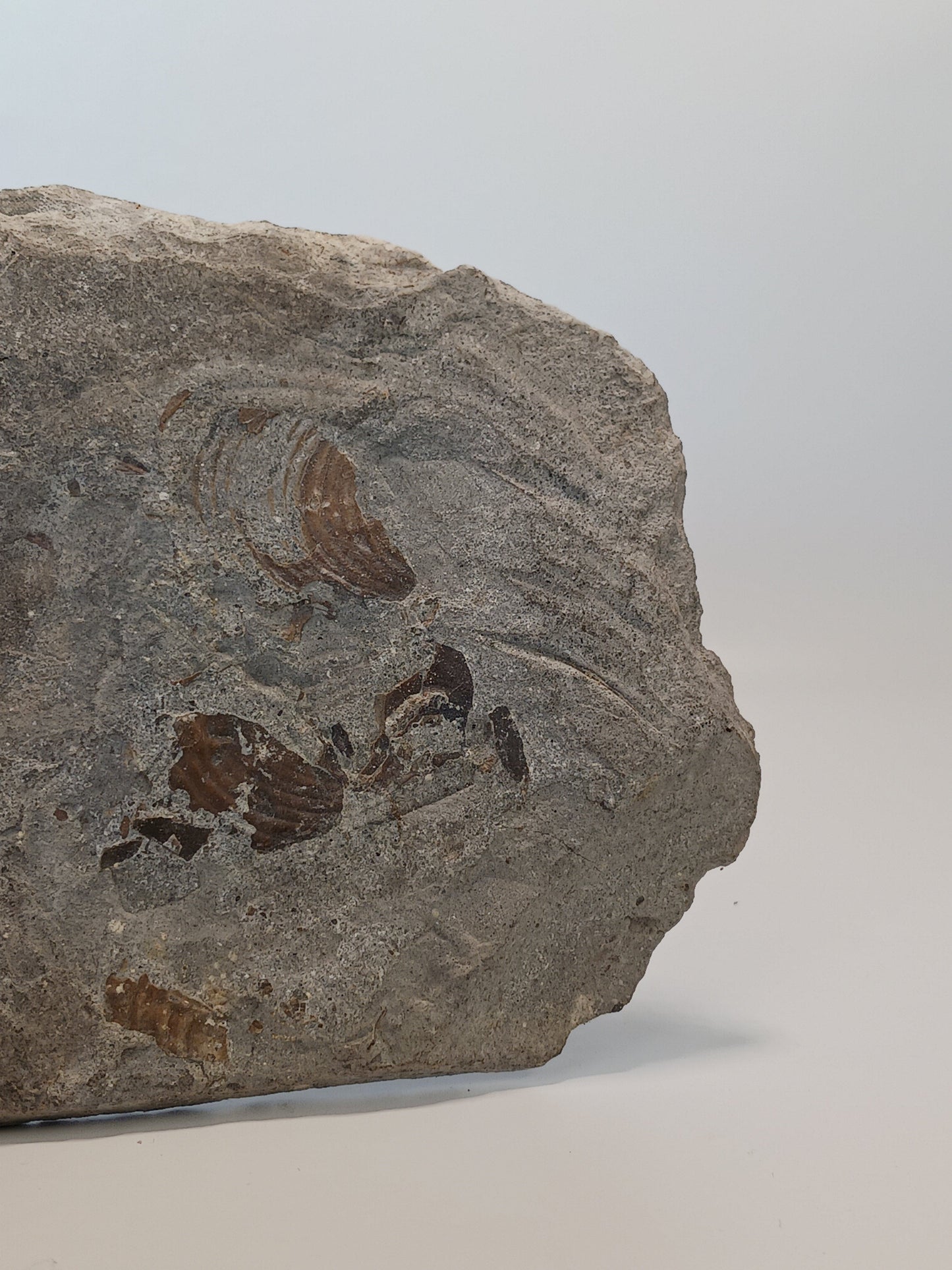 🦕✨ Devonian Brachiopods Fossil Specimen (4.5’’ x 4’’) – Ancient Wisdom and Earth’s History in Your Hands! ✨🦕