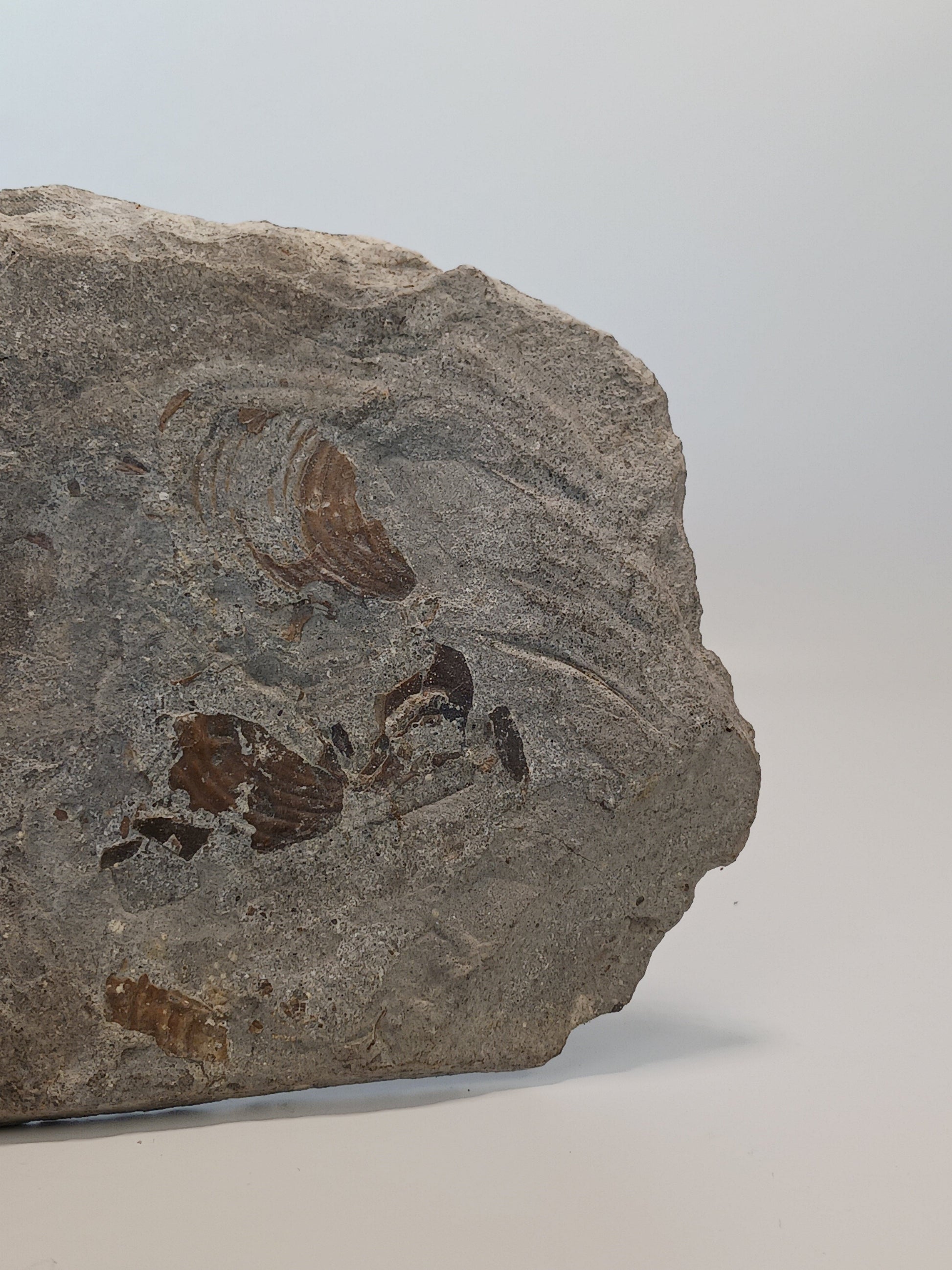 🦕✨ Devonian Brachiopods Fossil Specimen (4.5’’ x 4’’) – Ancient Wisdom and Earth’s History in Your Hands! ✨🦕