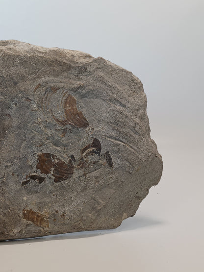 🦕✨ Devonian Brachiopods Fossil Specimen (4.5’’ x 4’’) – Ancient Wisdom and Earth’s History in Your Hands! ✨🦕