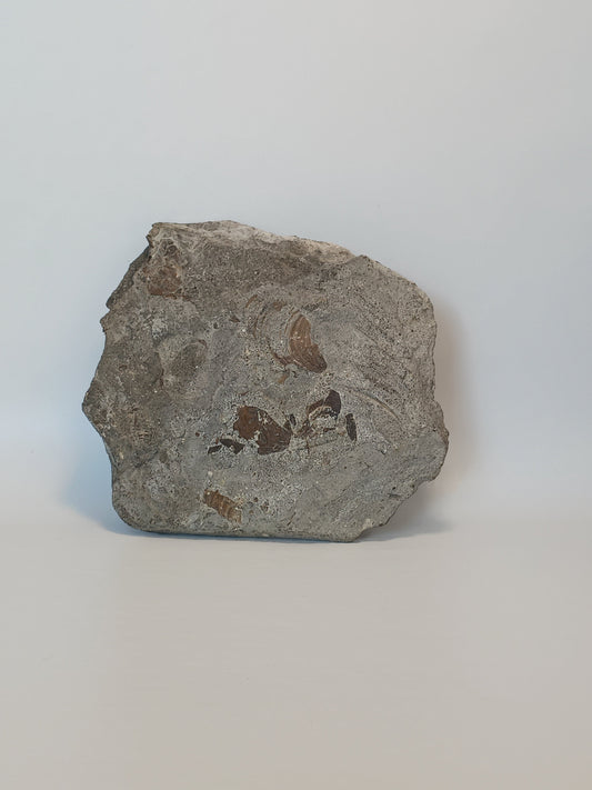 🦕✨ Devonian Brachiopods Fossil Specimen (4.5’’ x 4’’) – Ancient Wisdom and Earth’s History in Your Hands! ✨🦕