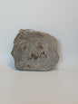 🦕✨ Devonian Brachiopods Fossil Specimen (4.5’’ x 4’’) – Ancient Wisdom and Earth’s History in Your Hands! ✨🦕