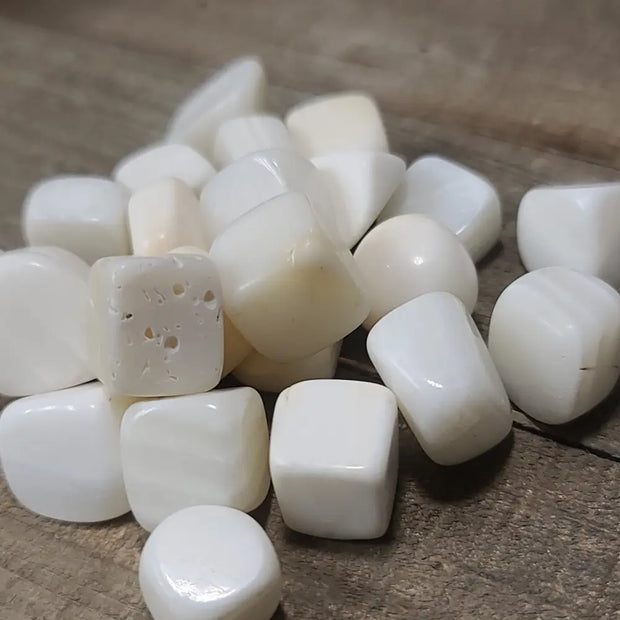 Giant Clam Tumbles - Tumbles