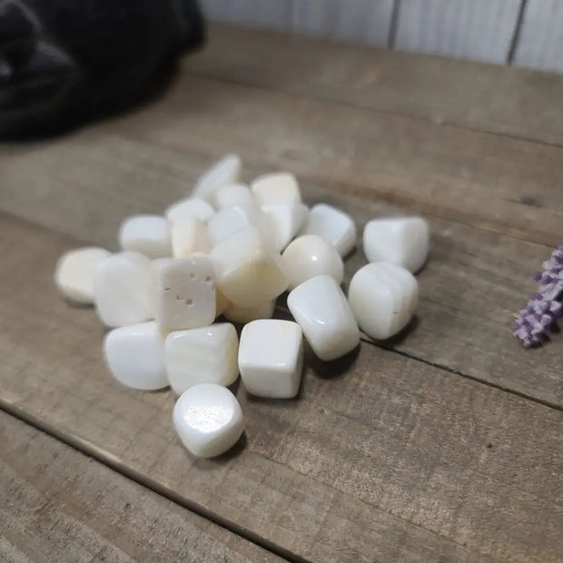 Giant Clam Tumbles - Tumbles