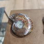 Gorgeous Ammonite Specimens - 1 - Specimens