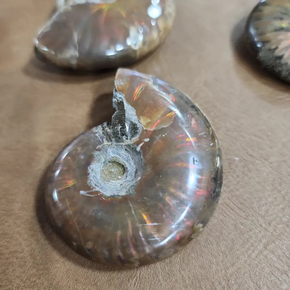 Gorgeous Ammonite Specimens - 2 - Specimens