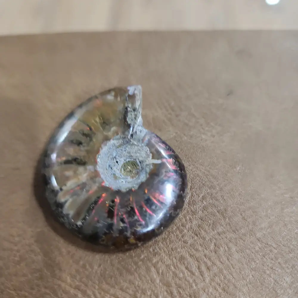 Gorgeous Ammonite Specimens - 4 - Specimens