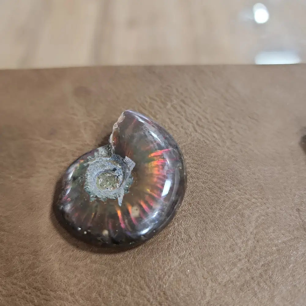Gorgeous Ammonite Specimens - 5 - Specimens