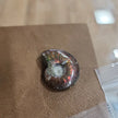 Gorgeous Ammonite Specimens - 6 - Specimens