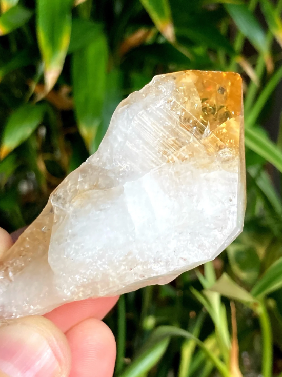 🐉✨ Heat Treated Citrine Dragon Teeth – Manifestation Confidence & Fiery Magic! 🔥 - Tumbles