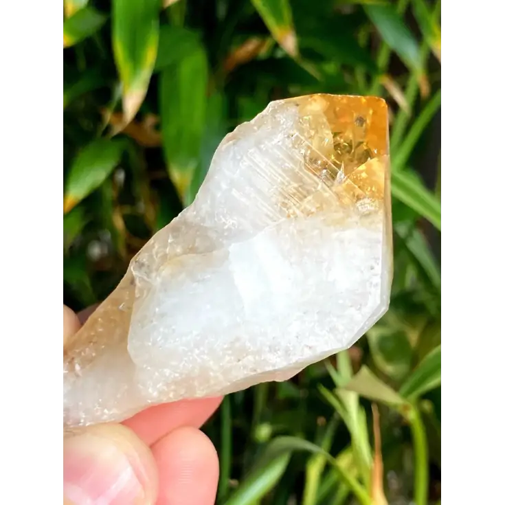🐉✨ Heat Treated Citrine Dragon Teeth – Manifestation Confidence & Fiery Magic! 🔥 - Tumbles