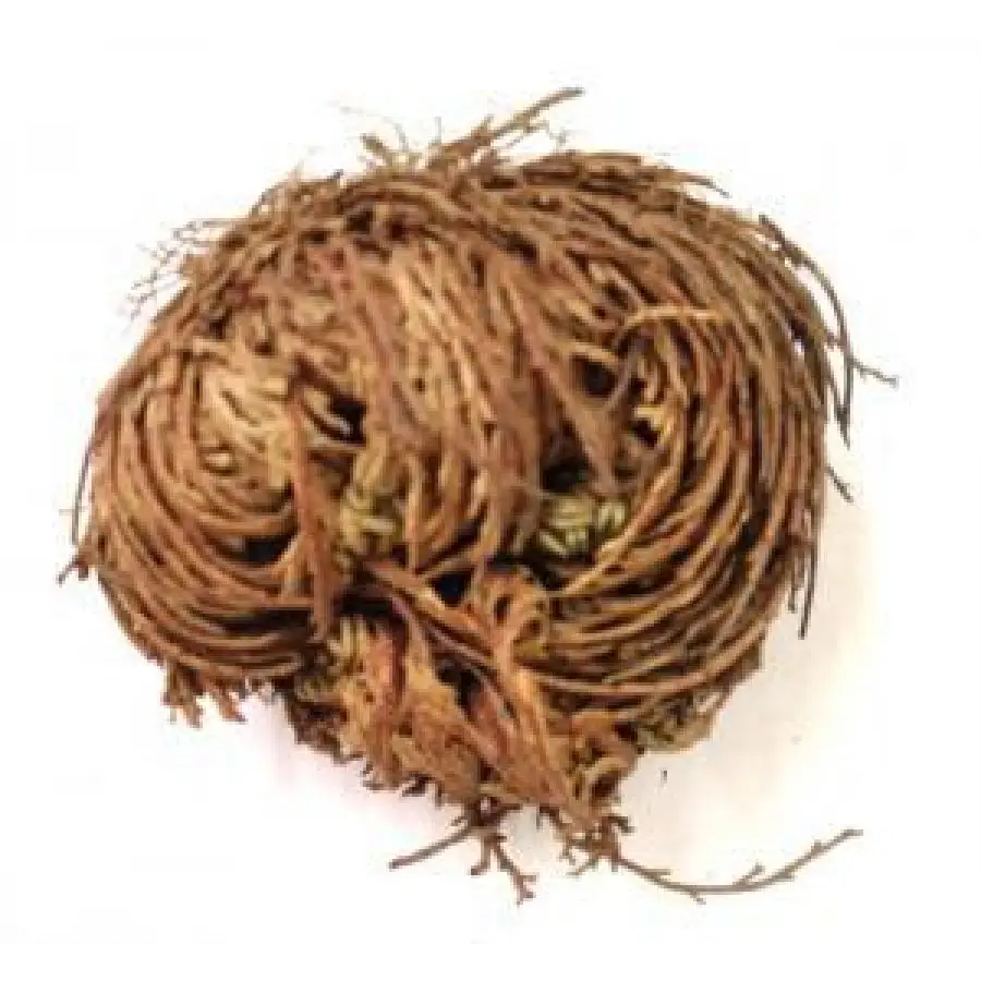 Jericho Flower Plant - Herbs & Accessories