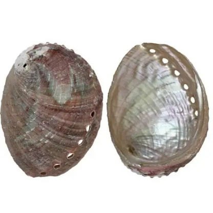 Natural abalone shell, 4–5 inches in size, with iridescent interior and unique natural markings, displayed on a white background. Perfect for burning loose herbs and sage during cleansing rituals.