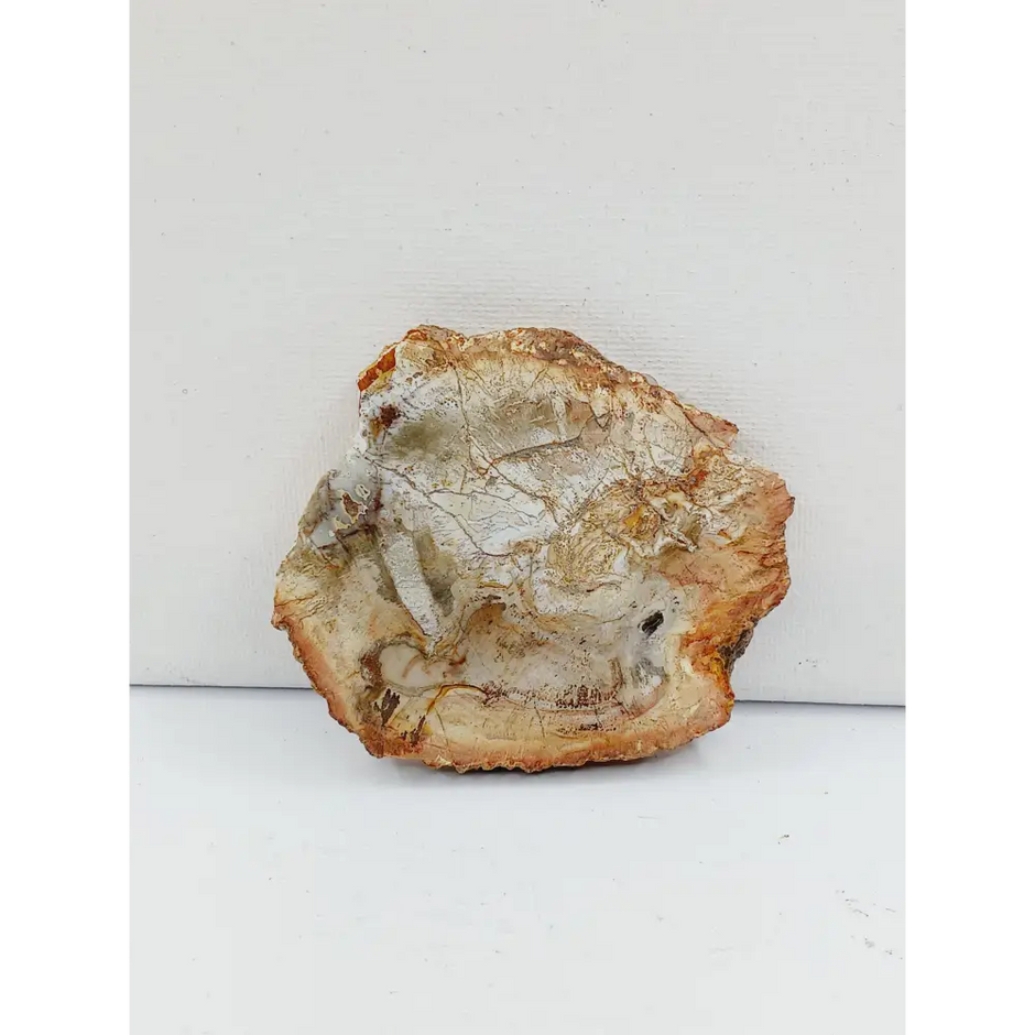 Petrified wood charging plate, polished with natural wood grain and earthy brown tones, displayed on a white background.