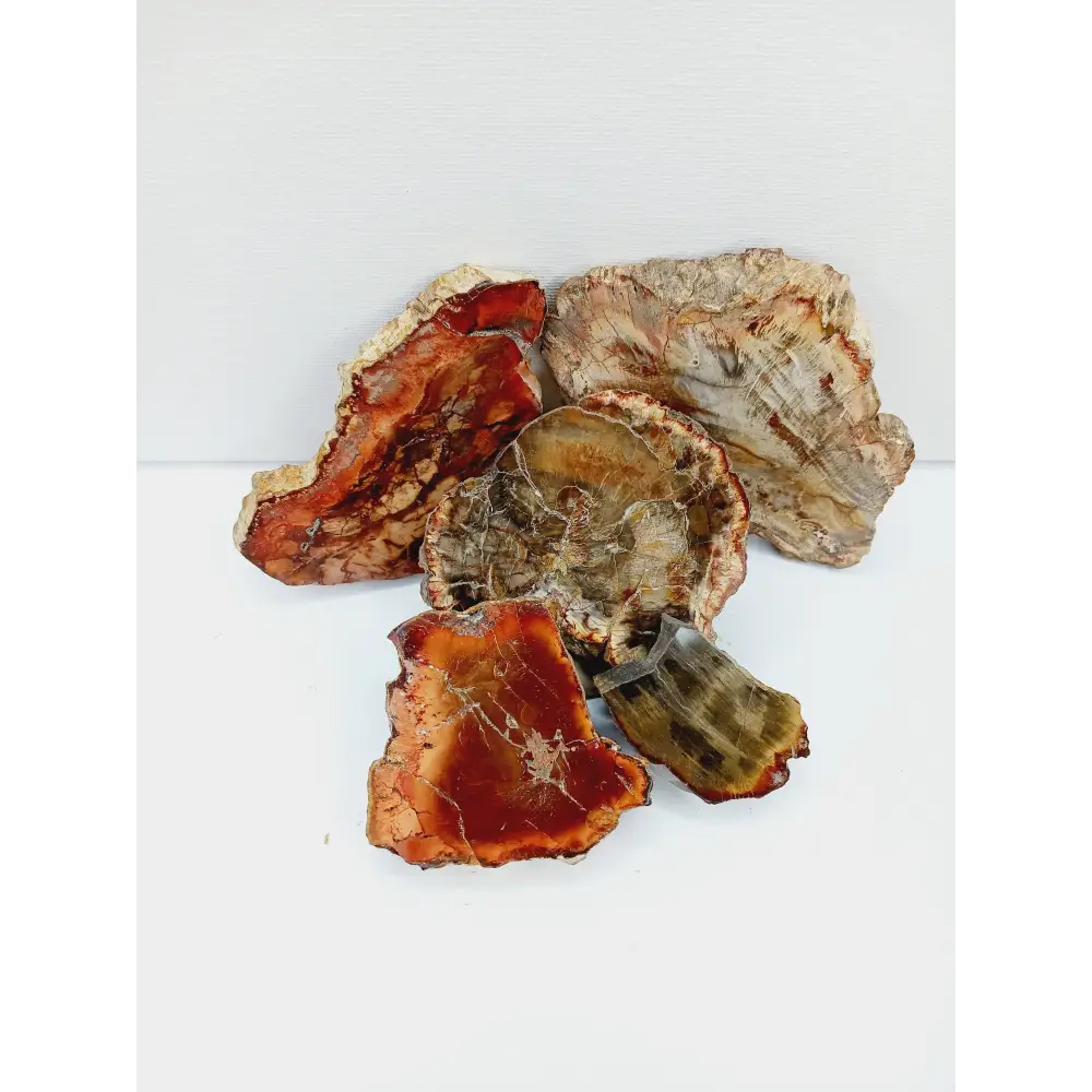 Petrified wood charging plate, polished with natural wood grain and earthy brown tones, displayed on a white background.