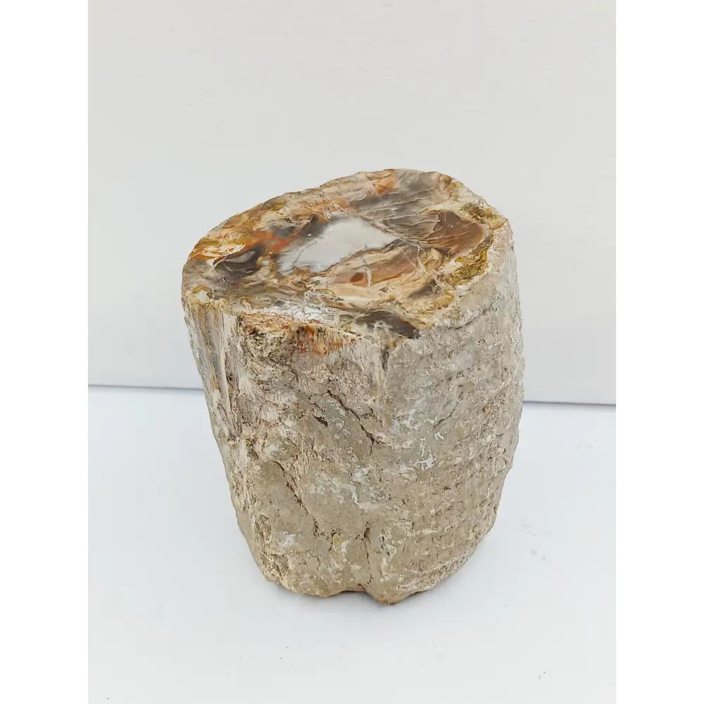 Petrified wood charging plate, polished with natural wood grain and earthy brown tones, displayed on a white background.